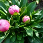 entdecke, warum deine pfingstrose nicht blüht und welche häufigen fehler du vermeiden solltest, um prachtvolle blüten zu genießen.