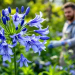 entdecke, warum dein agapanthus im märz besonders große blütenstiele entwickelt – ein gärtner erklärt die geheimnisse für beeindruckende blütenpracht.