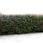 entdecken sie, wie ich photinia in meinem garten durch ein robustes gehölz ersetzt habe, das zum neuen star meiner hecke wurde. tipps zur pflanzung und pflege für eine schöne und widerstandsfähige hecke.